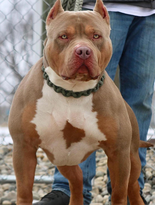 MVP Australia American Bullies XL MVP Australia The Best American 