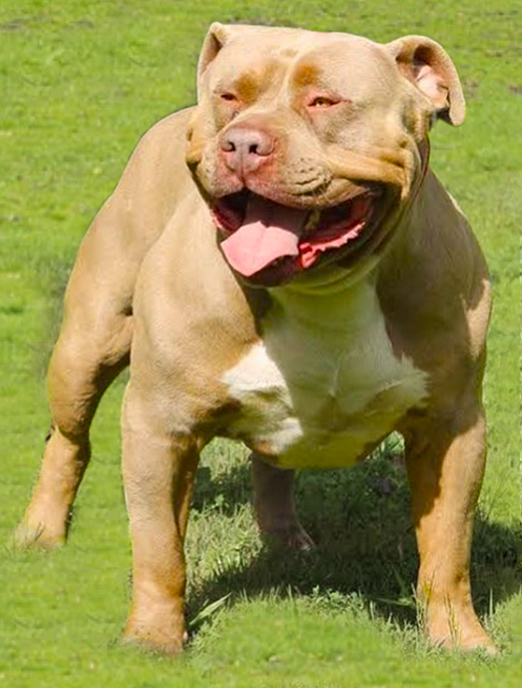 Males Stud Dogs MVP Australia American Bullies XL