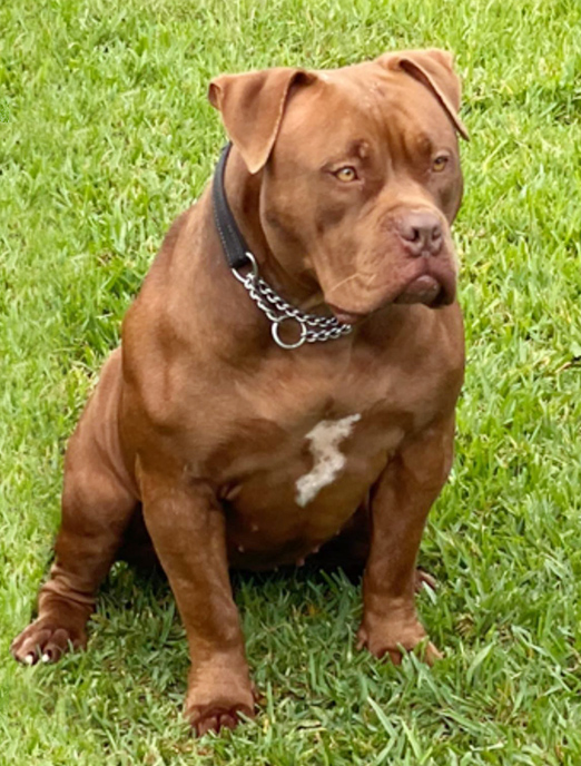 Females Dogs MVP Australia American Bullies XL