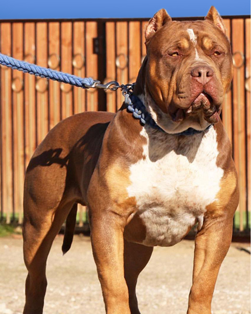 MALES MVP Australia American Bullies XL