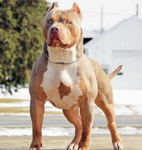 Lucci-4-@bossykennels